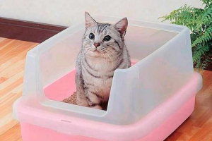 Як легко навчити дорослого кота до лотка і швидко? Як легко навчити дорослого кота до лотка і швидко?